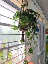 Shruti S. review photo