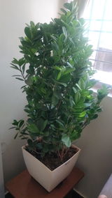 Chandrika R. review photo
