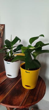 Hrishikesh K. review photo