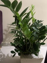 Neha T. review photo