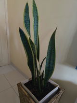 Ruchir S. review photo