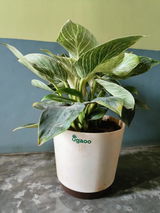 Subhadeep H. review photo