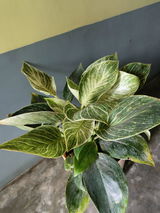 Subhadeep H. review photo