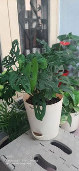 Arbaaz K. review photo