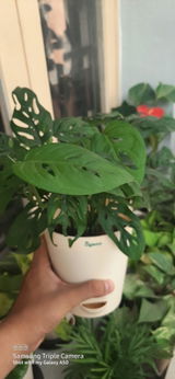 Arbaaz K. review photo