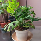Depika R. review photo