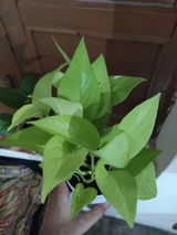 Shivam C. review photo