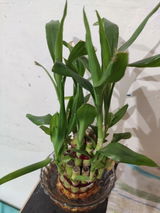 Shivam C. review photo