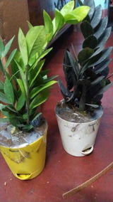 Mitali S. review photo