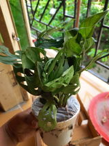 Manjistha G. review photo
