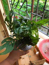 Manjistha G. review photo