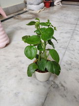 Samar K. review photo