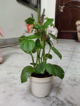 Samar K. review photo
