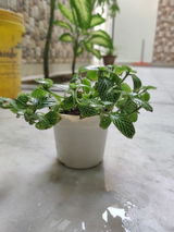 Samar K. review photo