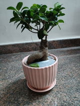 Manasa S.v. review photo