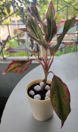 SUCHETA P. review photo