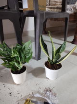 Vijyeta S. review photo