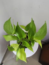 Sourabh K. review photo