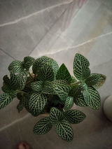 Umme Q. review photo