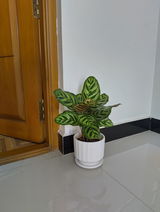 Santhosh K. review photo