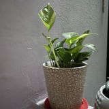 Nandita N. review photo