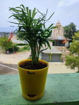 S.B. review photo