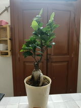 Gokul R. review photo
