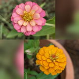 Kavitha B. review photo