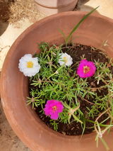 Kavitha B. review photo