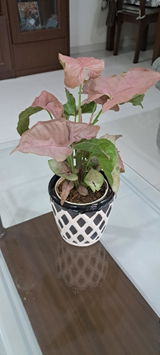 Aditi T. review photo