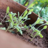 Rudra P. review photo