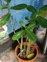Shrikrishna S. review photo