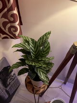 Sushrut H. review photo