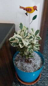 Mahendra D. review photo