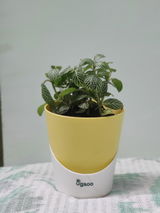Sambhu R. review photo
