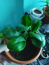 Shaista S.p. review photo