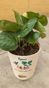 Praveen D. review photo
