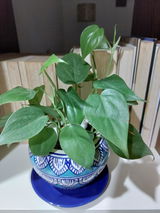 Archana D. review photo