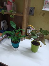Amrita M. review photo