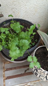 Ramesh S. review photo