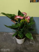 Subhadeep H. review photo
