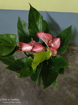 Subhadeep H. review photo