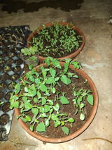Biplab review photo