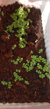 Debajyoti B. review photo