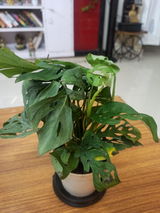 Rupa S. review photo