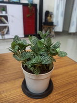 Rupa S. review photo