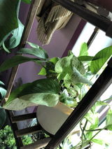 kuldeep s. review photo
