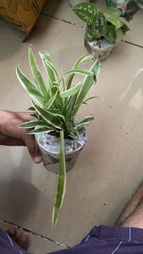 Alpesh P. review photo