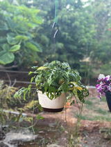 Dhandapani K. review photo