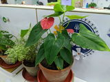 Suprabhat D. review photo